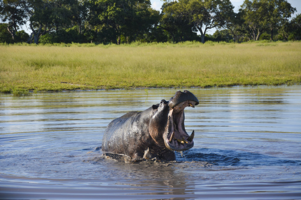 Nijlpaard - Luxe Safari Botswana | Luxe Safari