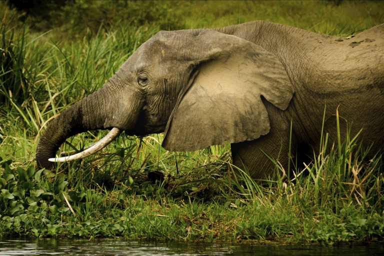 Olifant - Luxe Safari Oeganda | Luxe Safari