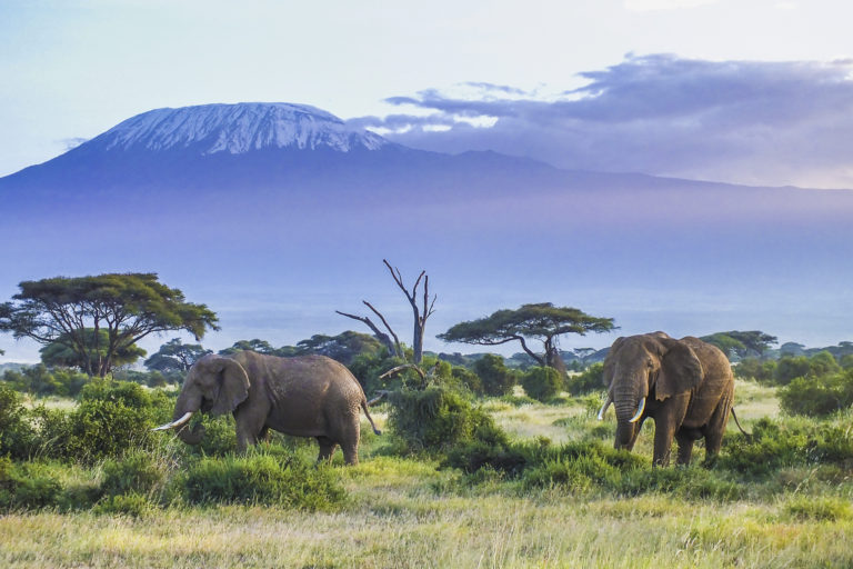 Olifanten Kilimanjaro - Luxe Safari Tanzania | Luxe Safari