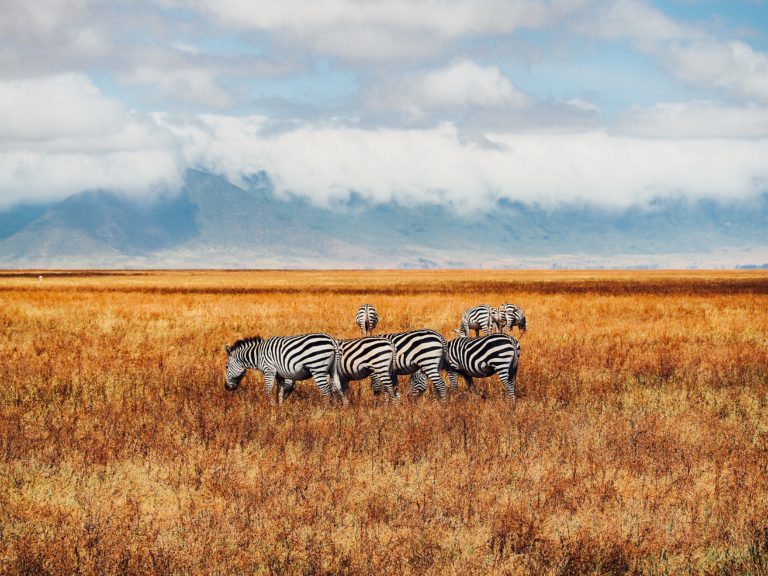 Ngorongoro - Rondreis Tanzania | Luxe Safari