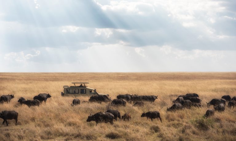 Serengeti - Rondreis Tanzania | Luxe Safari