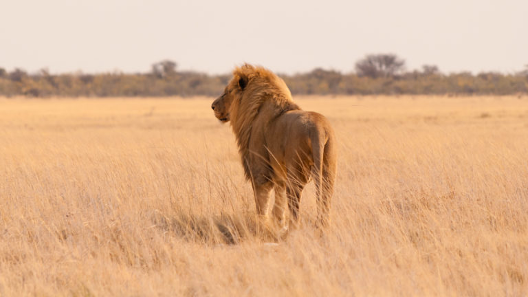 Onze favoriete Nederlandstalig begeleide groepsreis Namibië 01 | Luxe Safari