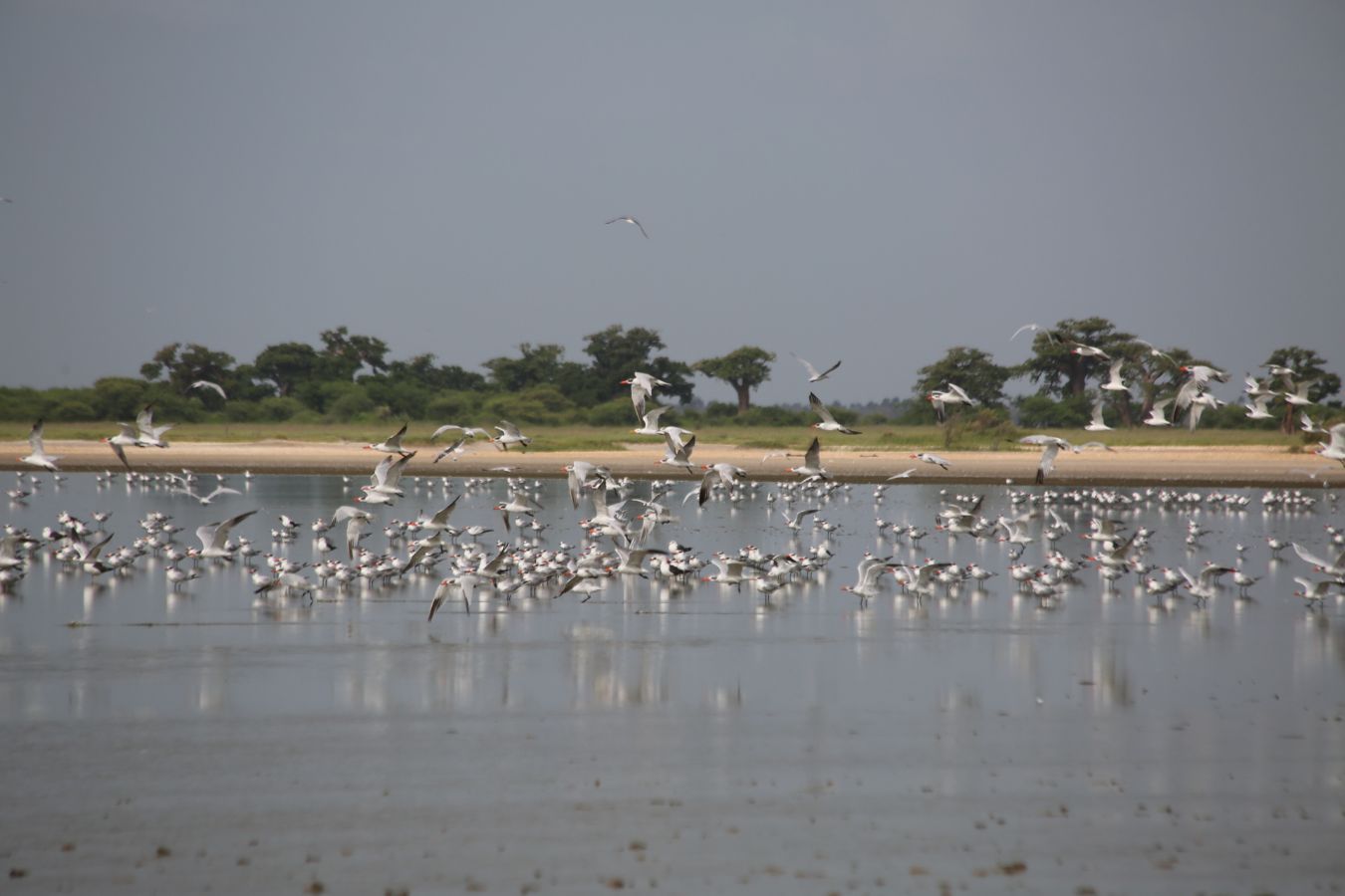 Honderden watervogels boven de vlakke wateren van de Langue de Barbarie, Senegal - Brasschaat Travel