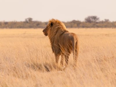 Onze favoriete Nederlandstalig begeleide groepsreis Namibië 01 | Luxe Safari